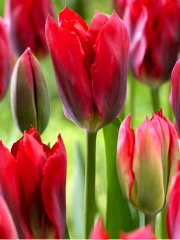 Лале (Tulipa 'Red Spring green') T175 Лале (Tulipa 'Red Spring green') T175